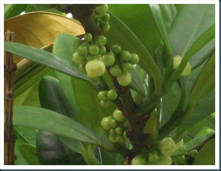 clip_image002