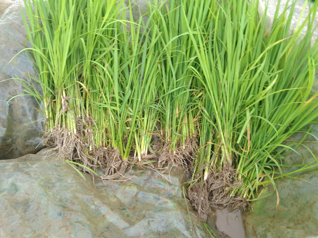 Paddy Saplings 20 days old for Rowing into Fields