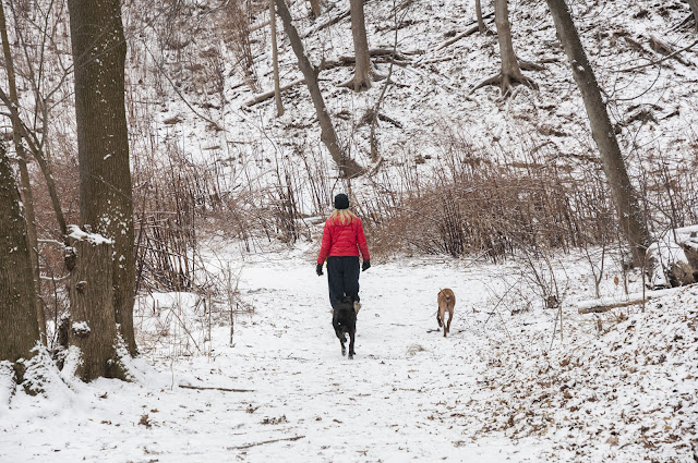 A woman walks her 2 dogs off leash along a wooded trail in the snow, with no one else about