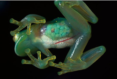 Transparent Frog