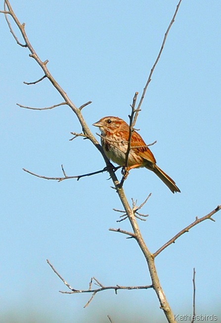 4. song sparrow-kab