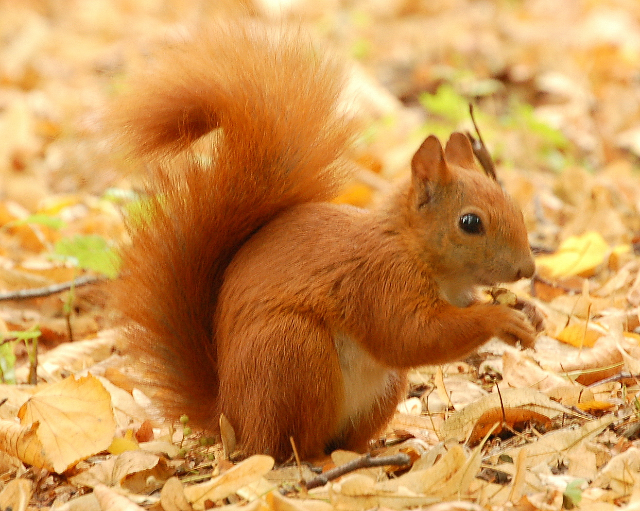 Marine Hotel Sutton: Red Squirrel Woodland Conservation Project  Tree Planting Day