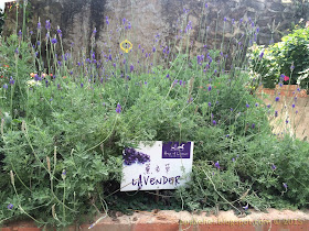 Green View Garden Cafe - House of Lavender