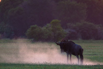 c4 images and safaris, chiefs island, isak pretorius, safari