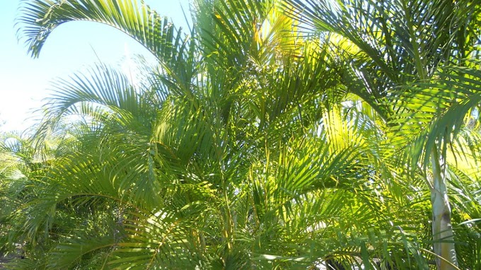 Areca Palm - Important growth tips to keep in mind