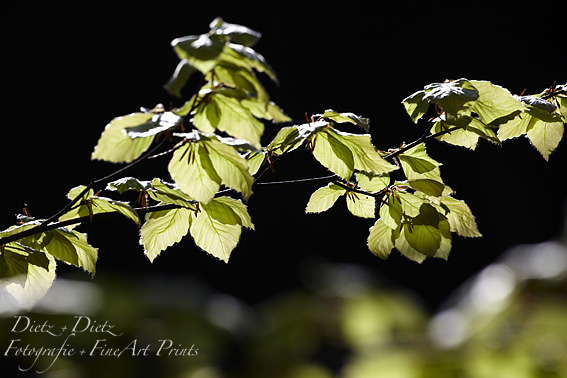 Rotbuche (Fagus sylvatica) - 13.04.2009