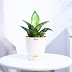 Green Snake Plant in self watering Pot 