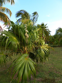 Photos de Palmiers et plantes ressemblantes de Cuba