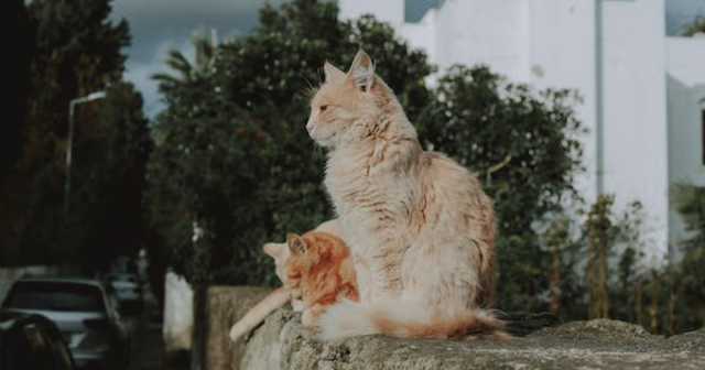 Maine Coon Cats