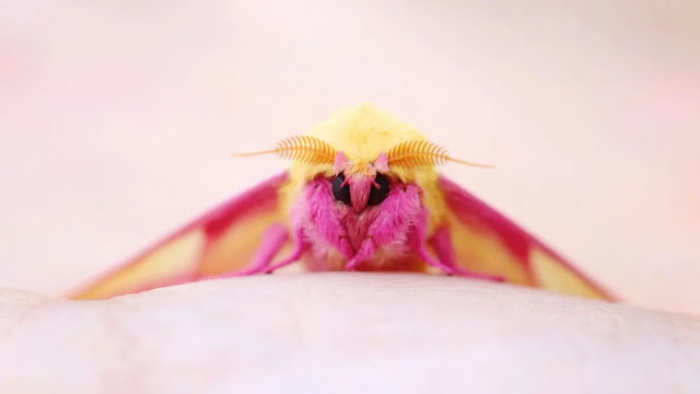 Rosy Maple Moth