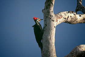 Pileated Woodpecker.