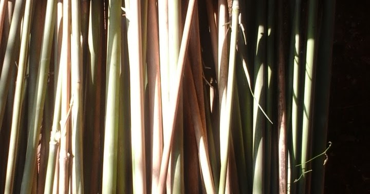 Jual bambu  tamiang  KELOMPOK TANI BERKAH TANI UNGGUL