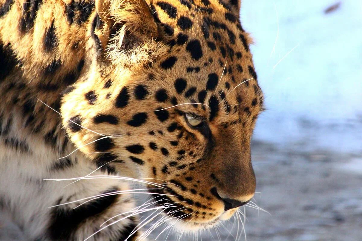 leopardo imagenes para fondo de pantalla