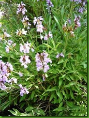 Salvia lavandulifolia
