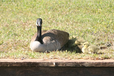 goose & gosslings