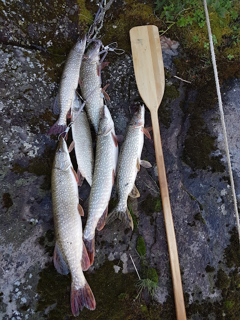 a catch of fish in Northern Ontario