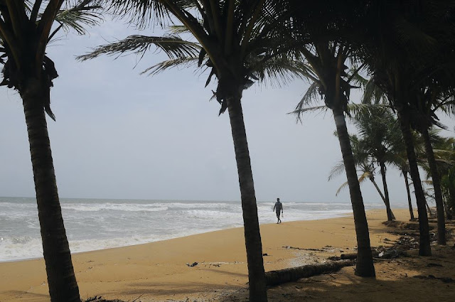 The palm lined Padanna beach, Kerala