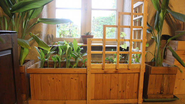 Overwintering organic turmeric in containers and a trellis planter