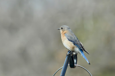 early April, bluebird