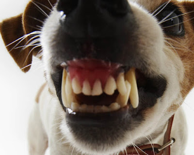 denti del cane associazione mammagatta