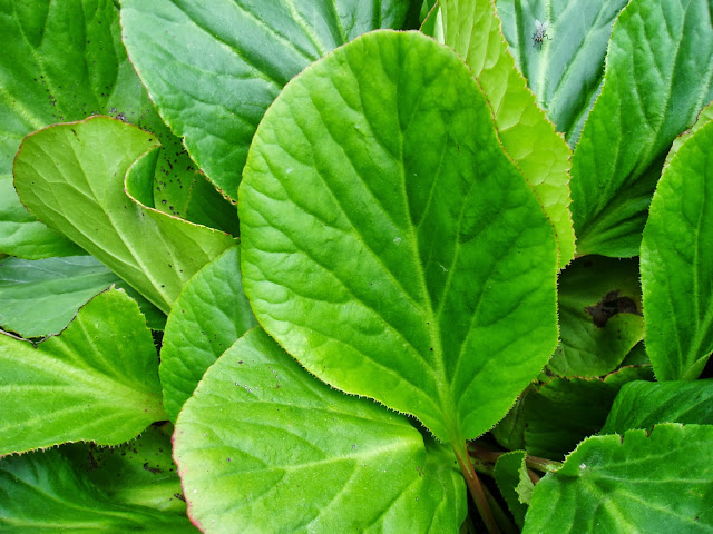 Hojas de HORTENSIA DE INVIERNO: Bergenia crassifolia