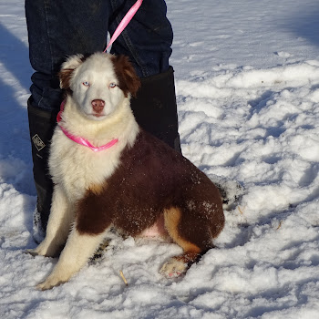 Mini Aussie puppy, 4 months old