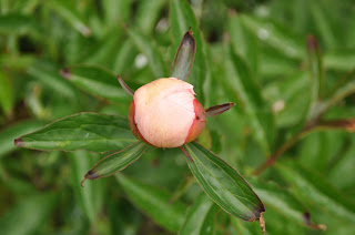 Pæoner på spring