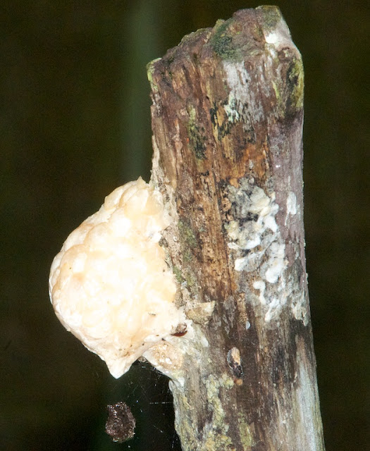 Rhacophorid egg mass