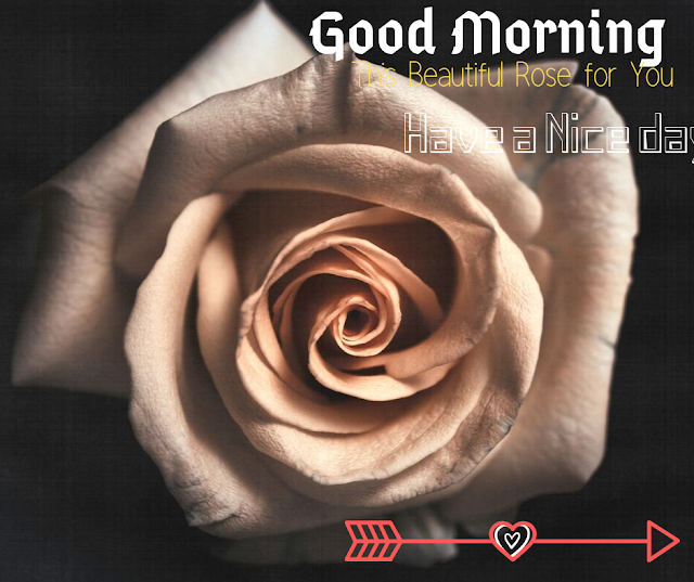Good Morning Images with Beautiful   Rose