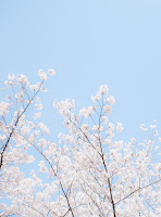 White cherry blossoms pictured against a pale blue sky