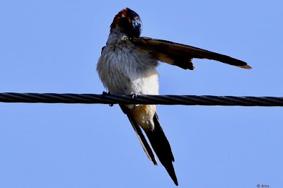 "Red-rumped Swallow - Cecropis daurica, on a cble pruning itseld."
