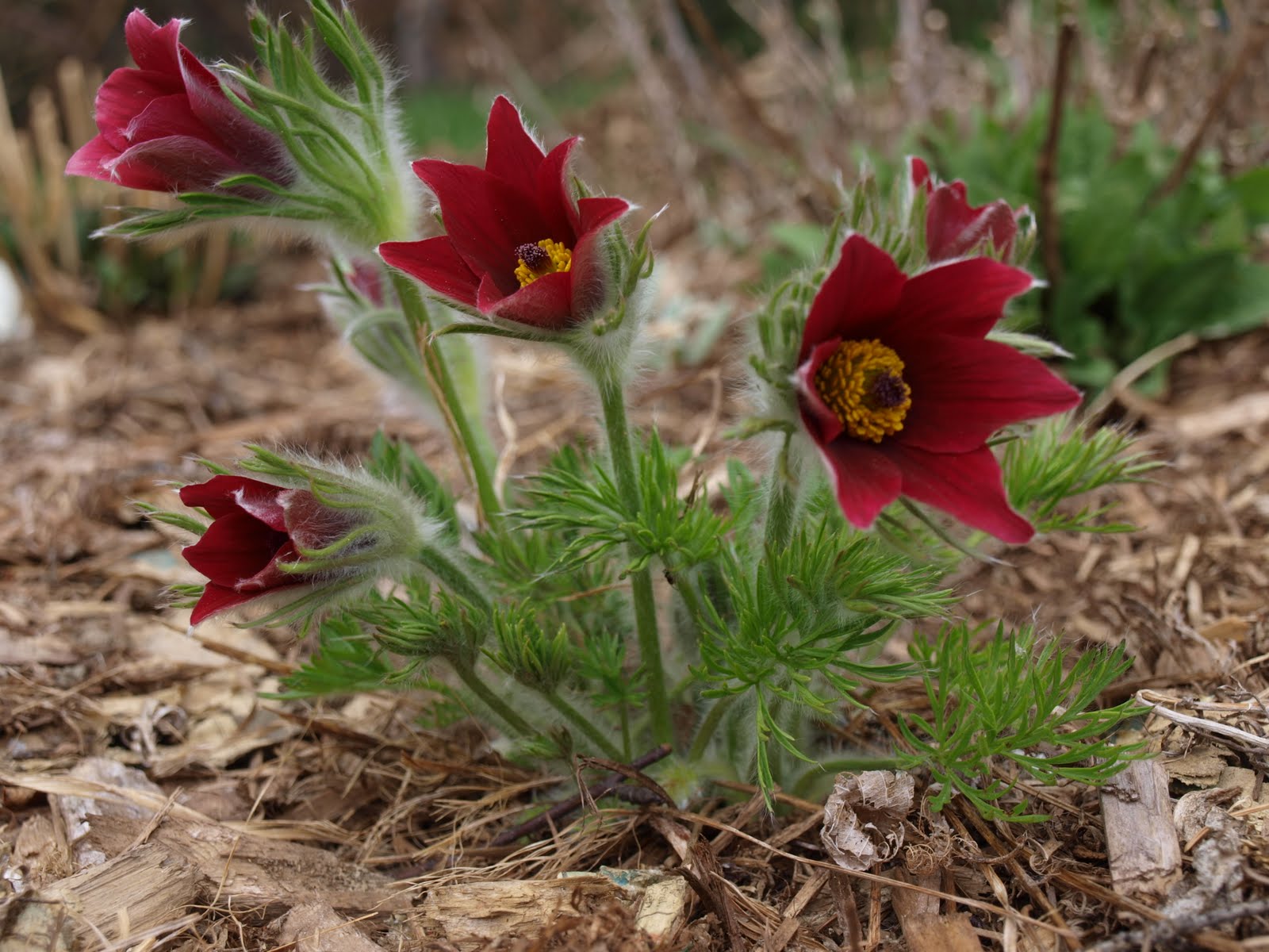 Pasque Flower