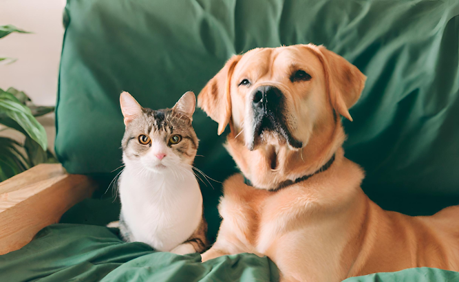 Why Do Cats And Dogs Hate Each Other?