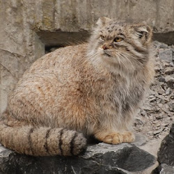Kucing-Kucing Unik Yang Langka Di Dunia