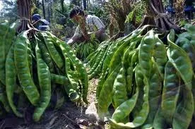 Manfaat Buah Petai Untuk Kesehatan