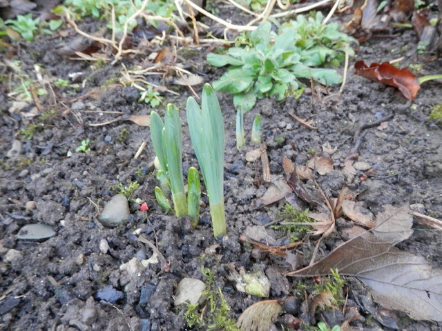 Diary of a suburban edible garden, January 2017. By UK garden blogger secondhandsusie.blogspot.com #gardening #garden #suburbangarden #ediblegarden #composting #nodig