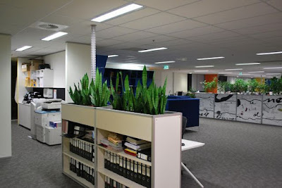 A diverse range of office indoor plants available in Australia