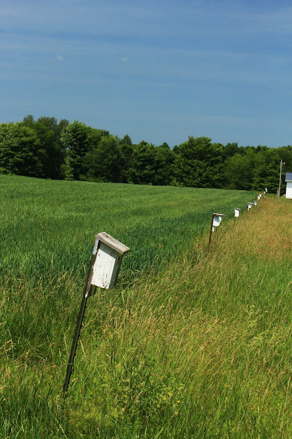 Birdhouses on poles form field's boundary