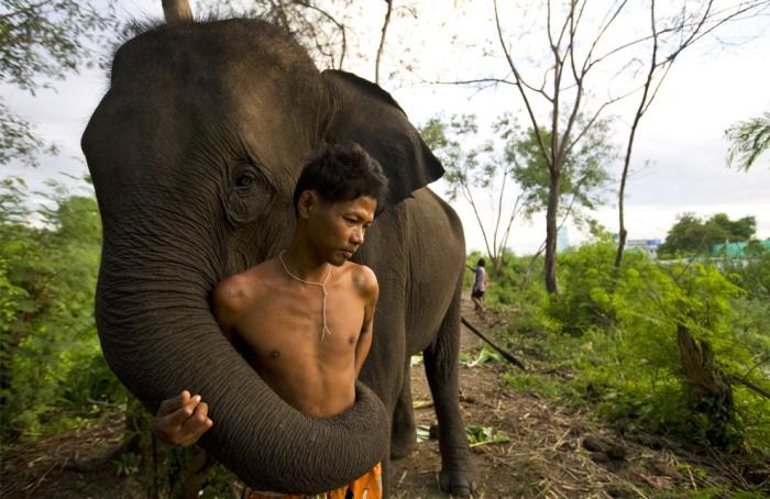 Thailand Elephant Day Photos...