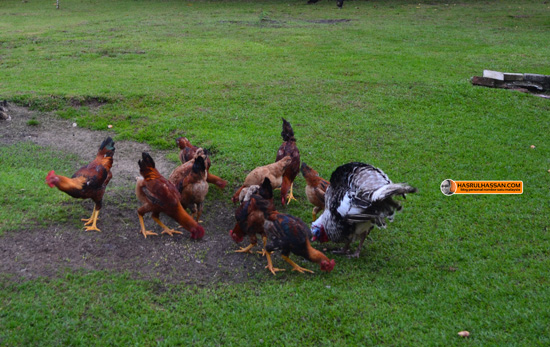 Ayam Kampung