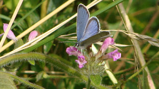 Cupido (Everes) argiades male DSC44266