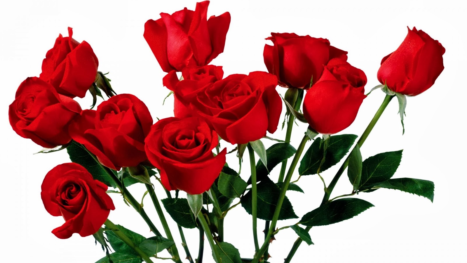 WALLPAPER ANDROID - IPHONE: Wallpaper Bunga Mawar Merah