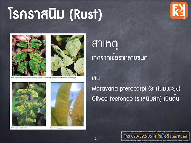 โรคราสนิม