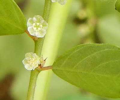 五蕊油柑的雄花