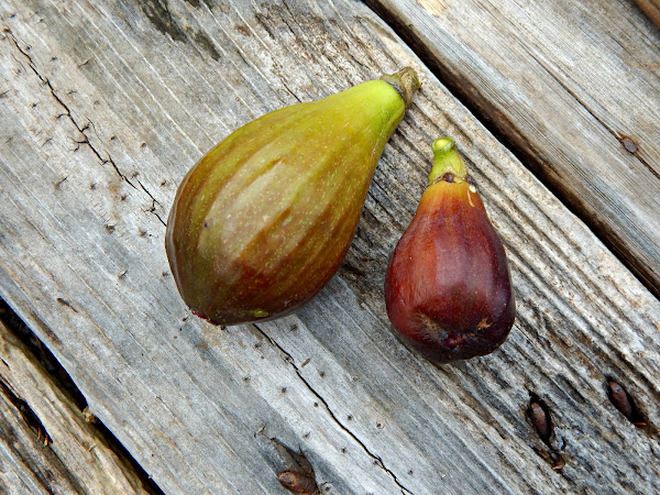 How to Grow Figs