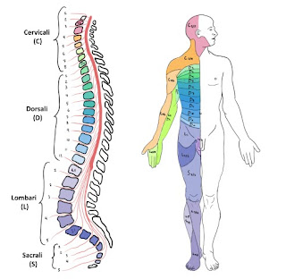 Sciatica secondo Hamer