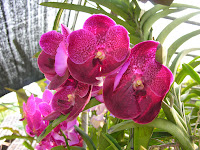 Orchid Farm