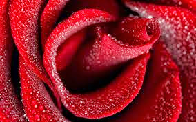 Red Roses Wallpaper