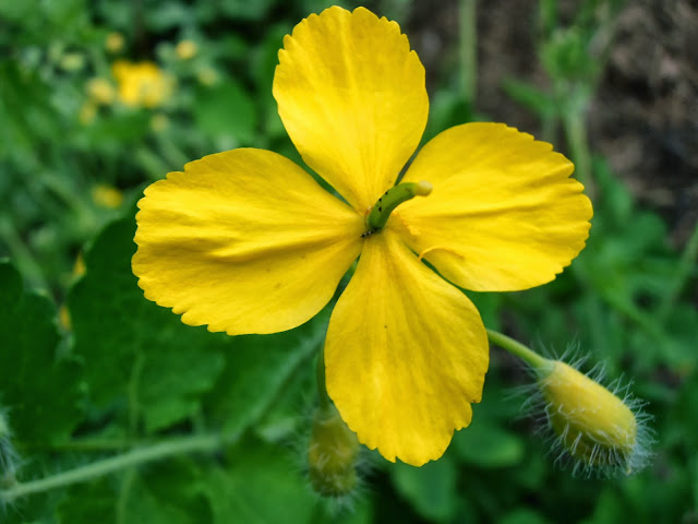 Flor de CELIDONIA MAYOR: Chelidonium majus