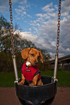 Cute Swinging Dogs Seen On coolpicturesgallery.blogspot.com